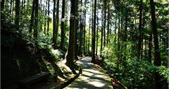 東眼山國家森林遊樂區，萍子推薦森林浴的登山路線輕旅行，高山冷氣、自然氛多精