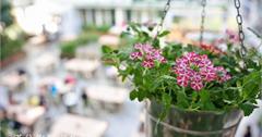 宜蘭員山。香草菲菲~漫步空中花園