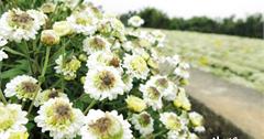 【苗栗景點。銅鑼】杭菊開花了，白色杭菊與黃色杭菊就像彩繪花田畫布般❤2014銅鑼杭菊芋頭節