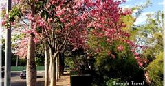 【彰化-芬園】遇見意外的風景-寶藏寺美人樹花開