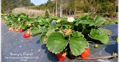 【苗栗-泰安】戀愛的季節~草莓季! 耀婆山苗圃採高山草莓~香Q清甜好滋味