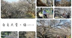 [南投仁愛國姓]『私房』梅花、『互助國小』梅花，一次追兩景點！私房餐廳梅園正盛開～大片梅花樹群如同白色天堂！