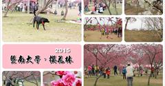 [南投埔里櫻花]『2015 暨南大學櫻花林』2/8 最新花況，花況約 5-6成！準備好野餐墊來櫻花林下悠閒賞花囉～