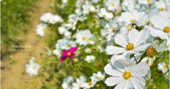 ｜高雄‧美濃｜春暖花開，美濃杉林旗山六龜四區花海齊爭豔