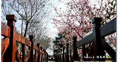 【彰化-芬園】芬園花卉生產休憩園區-如柳樹般的洲府枝垂櫻粉嫩盛開 