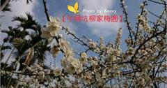 【牛稠坑柳家梅園】梅花開了，大人小孩都瘋狂！