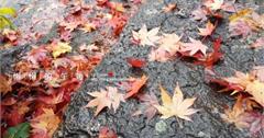 [2014釜山.慶州賞楓趣] 楓紅了~雨中的梵魚寺+釜山大學周邊