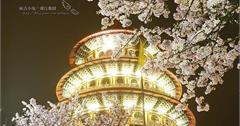 2015.03.18.【淡水天元宮】夜拍櫻花