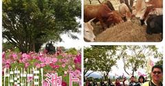 【池上●接龍拉拉車】帶你體驗團結的樂趣，繞出在地人的鄉土情。