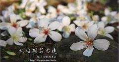 桃園四月雪：大坑桐花步道~~