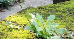 內雙溪，內寮，平等里賞花健行活動