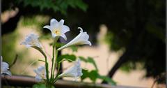鐵砲百合