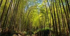 ｜南投‧鹿谷｜炎炎夏日上山避暑去，溪頭自然教育園區