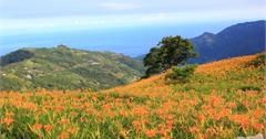 【台東景點】太麻里金針花滿山谷★金針山★忘憂谷