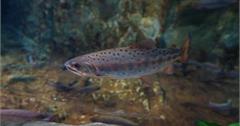 【台中。和平】台灣櫻花鉤吻鮭生態中心（鮭魚館）。七家灣溪。鮭魚的家。武陵農場觀魚台