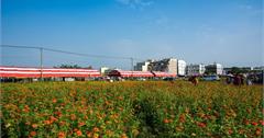 Kaohsiung｜高雄‧橋頭｜2015愛在花田囍事，花漾橋頭，讓我們一起賞花去