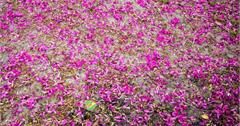 Miaoli｜苗栗‧南庄｜南庄老街、桂花巷一日遊，還要享用道地的客家美食