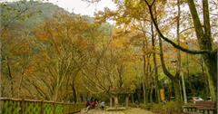 Taoyuan｜桃園‧大溪｜楓葉漸紅，漫步在槭林步道與楓林小徑，感受不一樣季節的石門水庫