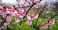 Taipei｜台北‧北投｜雪融了，花開好了，平菁街櫻花正在等著你