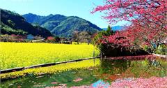 [ 南投⊙信義]草坪頭玉山茶園。李花狂。櫻花媚。油菜花亮。美~美~美~