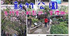 新竹免費景點！感受濃濃日本味，每年都會花開爆炸的河津櫻花步道，就在新竹公園裡!!(新竹一日遊)可以搭配玻璃工藝博物館、假日花市、新竹動物園半日遊。