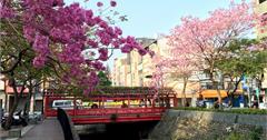 │台中中區│洋紅風鈴盛放。綠川古今俄頃 (純紀錄)