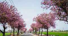 Yunlin｜雲林‧土庫｜粉紅色的浪漫，慢步在羊蹄甲大道*馬光國中