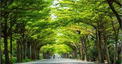 Tainan｜台南‧學甲｜炎炎夏日，來174縣道避暑去*全台最美的小葉欖仁綠色隧道