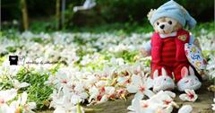 【嘉義。東區】四月桐花雪。幸福山丘HappyHill。圓林仔社區賞桐趣