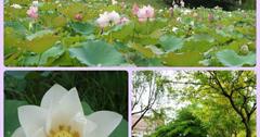 五月裡的黃金雨&漫步荷花池畔 ‧ 台中亞洲大學105.05.22@梅姬小姐愛旅行