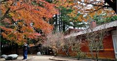 福壽山農場楓葉季-松盧楓紅接近尾聲