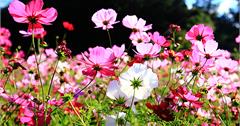 【新竹】台三線關西波斯菊花海，不輸福壽山花海之美！