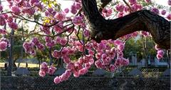 │台中西屯│洋紅風鈴木。紅花流水遊子肥（純紀錄）
