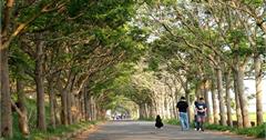 │嘉義六腳│苦楝隧道不苦戀。暗香浮動影斑斕＠朴子溪防汛道路