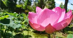 夏季觀音賞蓮，闔家出遊樂趣連連