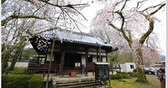 【京都賞櫻景點】世界文化遺產＊醍醐寺賞櫻去：交通資訊／參觀票價分享