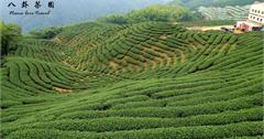南投竹山軟鞍八卦茶園，一望無際翠綠茶園廣告拍攝場景(大鞍竹海風景區) 