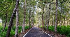 花蓮光復景點-大農大富平地森林園區MASADIFOREST，花蓮版的伯朗大道，全國首座平地森林，一望無際，隔絕都市的世外桃源。
