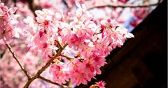 台中櫻花景點懶人包｜台中賞櫻一日遊、交通路線總整理