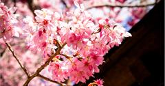 南投櫻花景點最強新玩法｜南投櫻花這樣玩：櫻花文化、野餐全指南