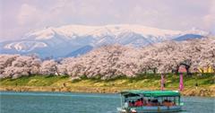 日本東北賞櫻推薦4大玩法｜日本東北賞櫻－宮城櫻花、採草莓體驗