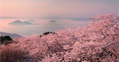 日本、韓國櫻花秘境景點TOP6｜一次玩遍櫻花、燈海、天空之鏡