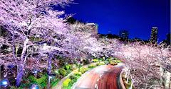 【賞櫻秘境】粉紅色櫻花步道，東京最美七大夜櫻地