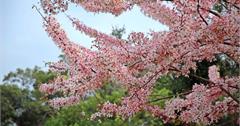 印慈精舍│花旗木、錫葉藤盛開 一次賞個夠｜高雄賞花景點 美濃好客庄 桃紅陣雨樹