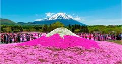 富士山芝櫻2018 新情報！河口湖一日遊行程 & 交通 & 景點推薦
