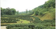 [新北三峽]台灣農林休閒茶園。森呼吸~熊空茶園