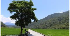 2018年5月南安金城武樹！不卑不亢守護著青山綠水，順再探玉里熊讚