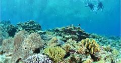 去青洞浮潛還是潛水好？一次搞懂浮潛VS.潛水有什麼不同！