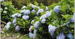 2018年赤柯山繡球花！6月金針花未開，紫陽花先迎人，自然、奔放、大氣，免費拍