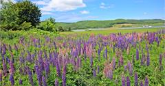  2018北海道自由行 魯冰花 麓鄉-共濟農場 富良野果醬園 麵包超人專賣店｜日本自駕旅 北海道親子自由行